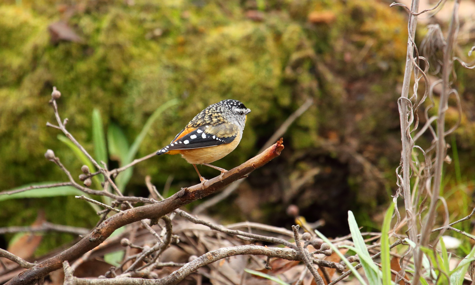 Spotted Pardalote