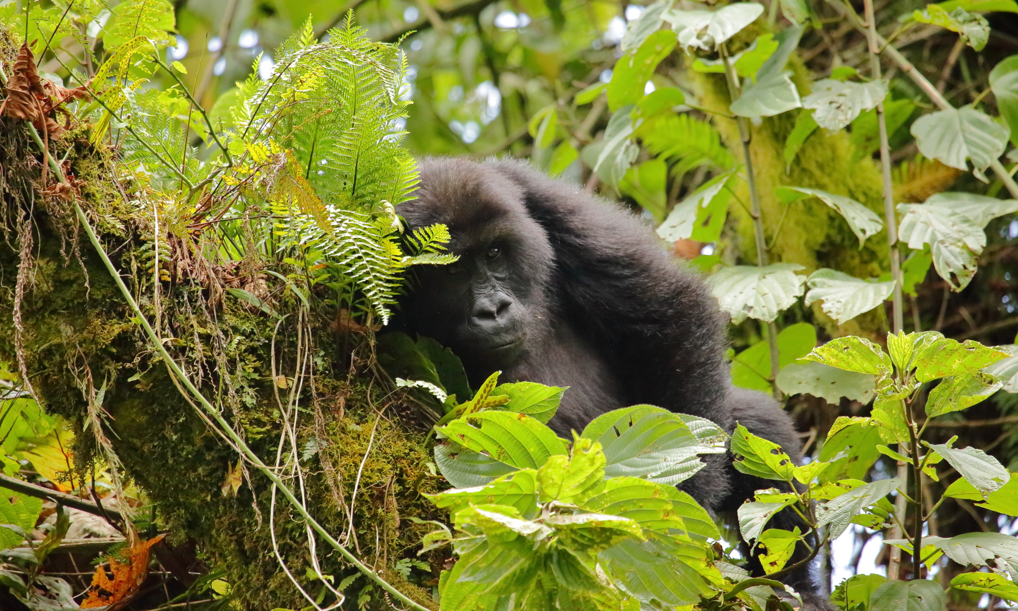 Eastern Lowland Gorilla