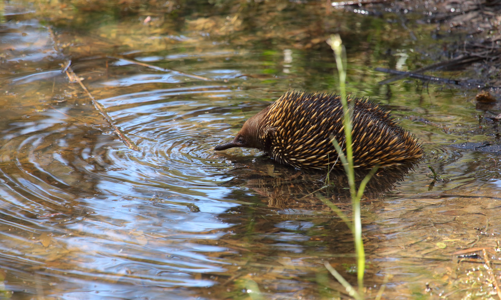 Echidna